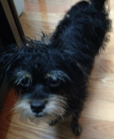 Milo wet and scruffy puppy