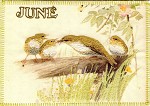 Willow Warblers - June (Country Diary Series)