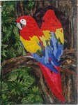 Scarlet Macaw, Ara Macao